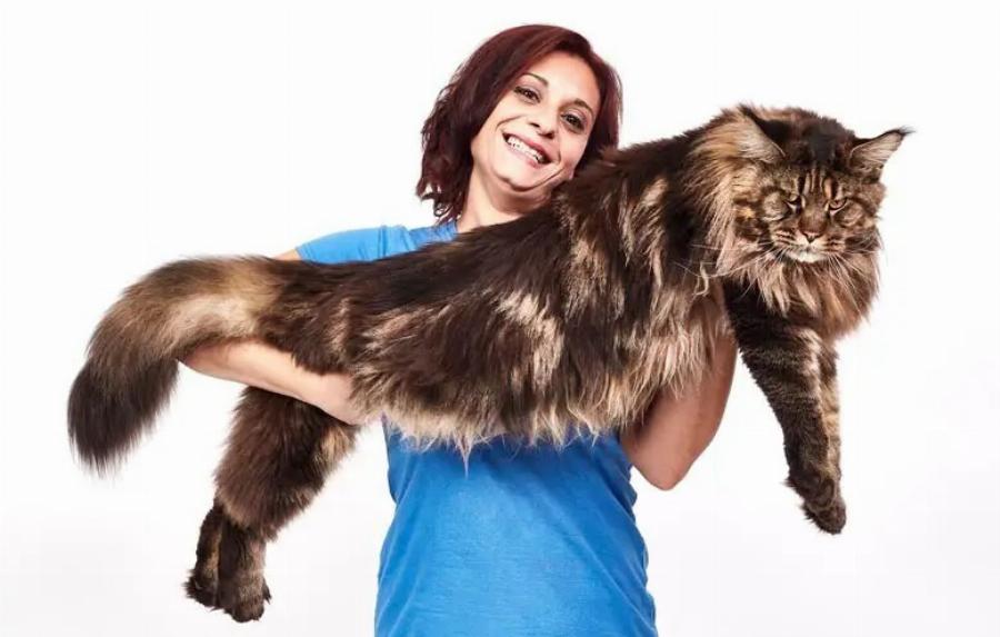 Οι 10 μεγαλύτερες γάτες Maine Coon (με εικόνες)