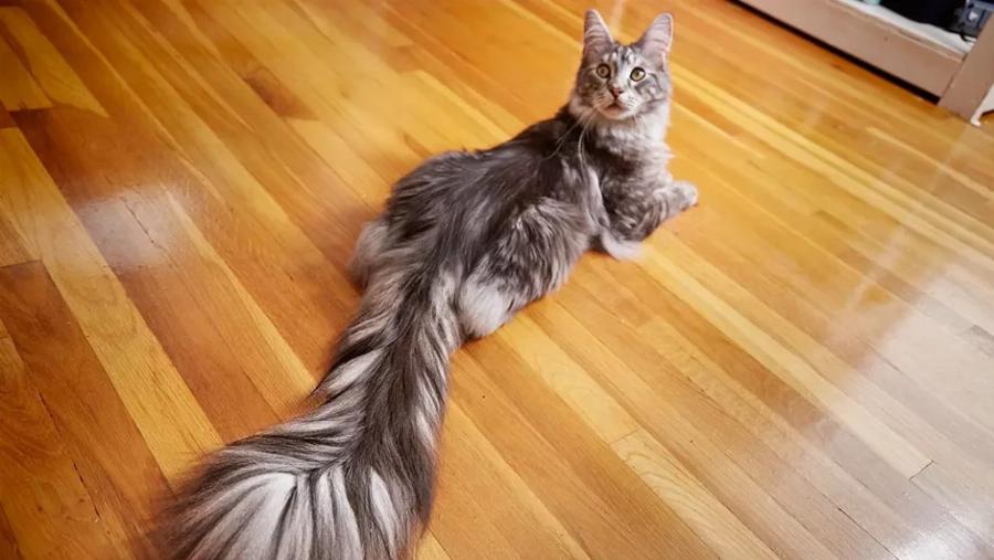 Οι 10 μεγαλύτερες γάτες Maine Coon (με εικόνες)