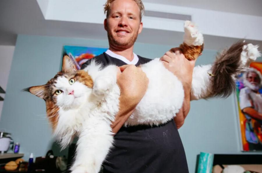 Οι 10 μεγαλύτερες γάτες Maine Coon (με εικόνες)