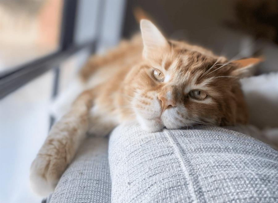 Οι 10 μεγαλύτερες γάτες Maine Coon (με εικόνες)