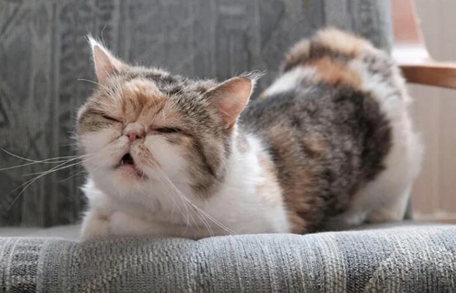 Έχουν οι γάτες οίστρο μετά τη γέννα; Ένας κτηνίατρός μας εξηγεί