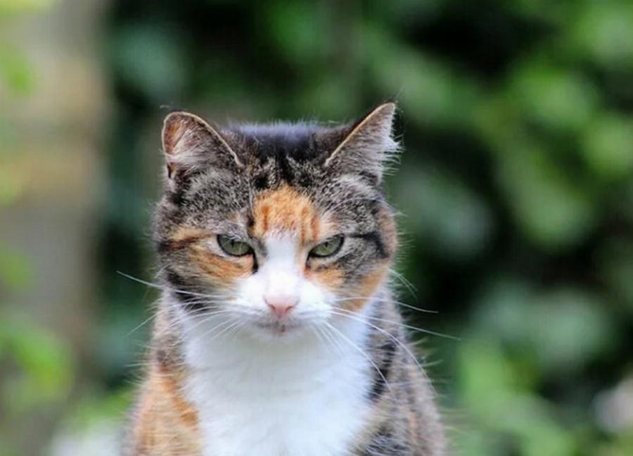 Είναι σπάνιες οι γάτες Calico; – Τι λέει η επιστήμη