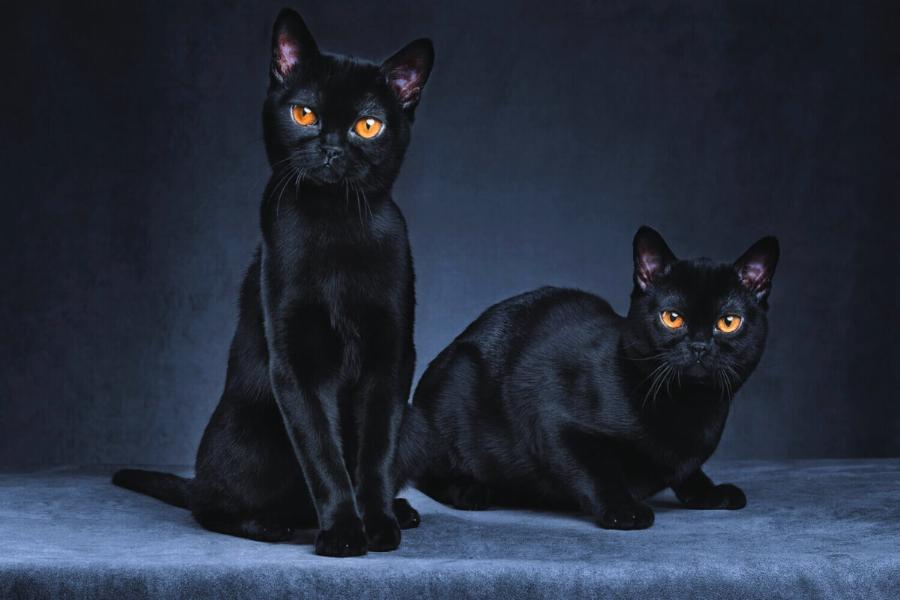 Γάτα Βομβάης: Θα έχετε ένα κατοικίδιο αλλά και τον καλύτερο σύντροφο