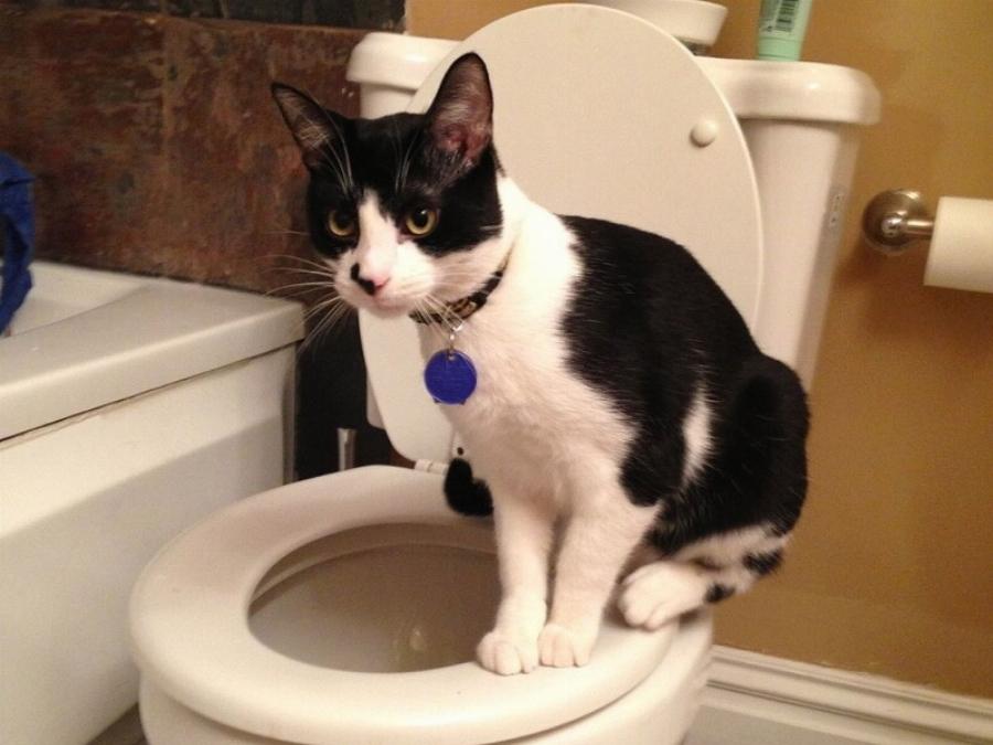 Γιατί η γάτα μου πίνει νερό από την τουαλέτα; 3 λόγοι σύμφωνα με κτηνίατρο