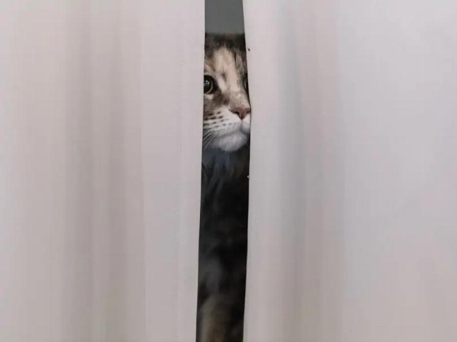 Πώς να μάθετε στη γάτα σας να χρησιμοποιεί μία πόρτα γάτας