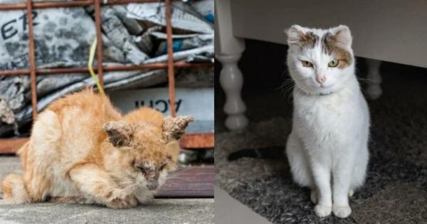 Καρκίνος του αυτιού στις γάτες: Συμπτώματα, αιτίες & θεραπείες