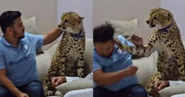 Το χάιδεψε σαν να ήταν γάτα: Άντρας υφίσταται τις συνέπειες από το τσιτάχ-κατοικίδιο σε viral βίντεο