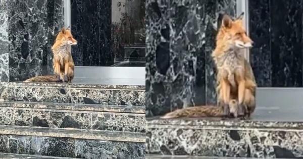Αλεπού στο Γαλάτσι: Μια Απρόσμενη Συνάντηση με Σκύλο και Γάτες – Δείτε το βίντεο