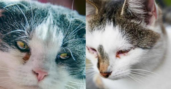 Πώς παθαίνουν οι γάτες επιπεφυκίτιδα; Εγκεκριμένες από κτηνίατρο πληροφορίες & Συχνές ερωτήσεις