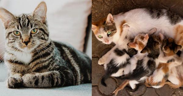 Μπορούν οι γάτες να θηλάσουν μετά τη στείρωση; Συμβουλές εγκεκριμένες από κτηνίατρο