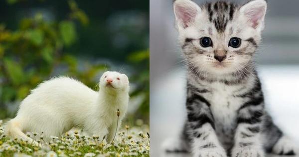 Κουνάβι ή Γάτα: Ποιες είναι οι κύριες διαφορές;