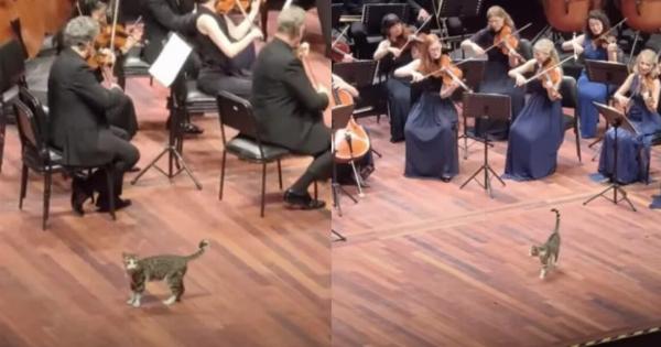 Περίεργη γάτα ανέβηκε στη σκηνή κατά τη διάρκεια συναυλίας κλασσικής μουσικής