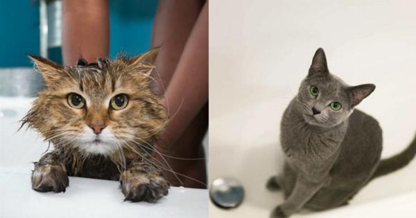 Πώς ένας επαγγελματίας groomer κάνει μπάνιο τις γάτες; – Οδηγός βήμα προς βήμα