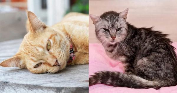 Εντερική απόφραξη στις γάτες: Αιτίες & Θεραπεία