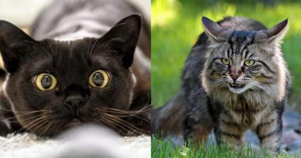 Σταματήστε να αναρωτιέστε: Γιατί η γάτα σας είναι επιθετική; -Χρήσιμες πληροφορίες