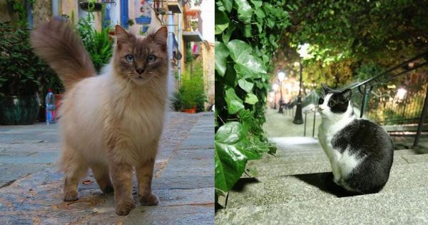100+ Γαλλικά ονόματα για γάτες: Ιδέες ονοματοδοσίας για την εκλεπτυσμένη γάτα σας