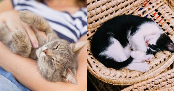 Γιατί η γάτα μου ξαφνικά κοιμάται σε περίεργα μέρη; – 4 πιθανοί λόγοι