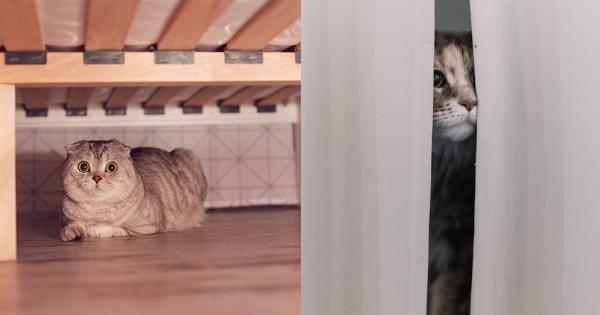 Γιατί η γάτα μου κρύβεται ξαφνικά; 5 πιθανοί λόγοι & πώς να την βοηθήσετε