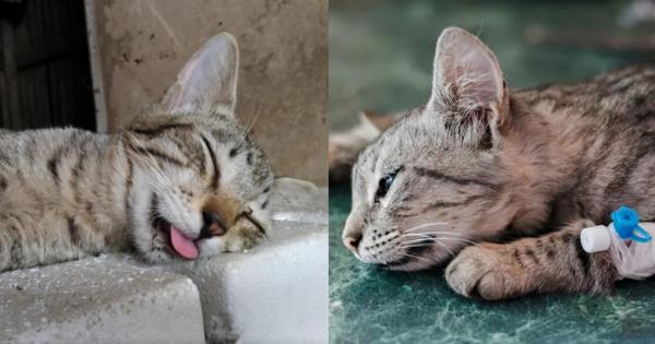 FIV στις γάτες: Αίτια, Συμπτώματα και Φροντίδα- Συμβουλές κτηνιάτρου