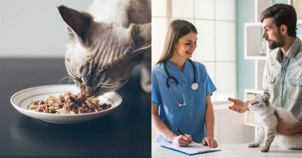 Τι μπορώ να ταΐσω μια διαβητική γάτα για να πάρει βάρος; Συμβουλές από κτηνίατρο