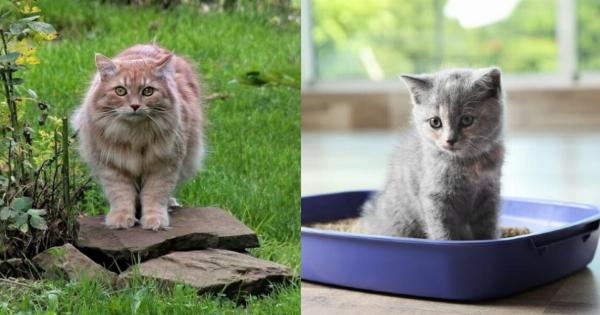 Χρειάζονται οι γάτες εξωτερικού χώρου κουτί άμμου; Ανάγκες & χρήσιμες πληροφορίες