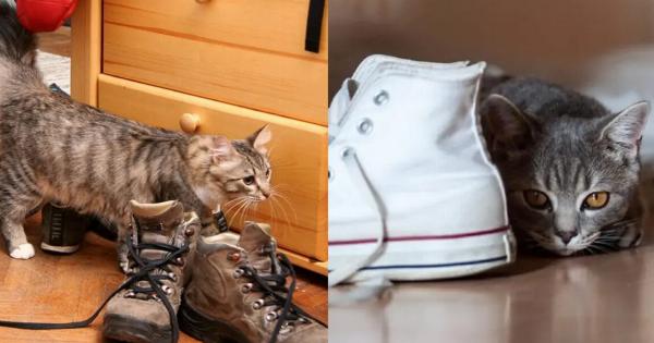 Πώς να απομακρύνετε τη μυρωδιά και τους λεκέδες από τα παπούτσια: Βήμα-προς-βήμα οδηγός