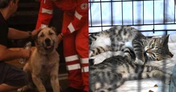 Πώς μπορούμε να βοηθήσουμε τα πυρόπληκτα ζώα; – Χρήσιμες πληροφορίες