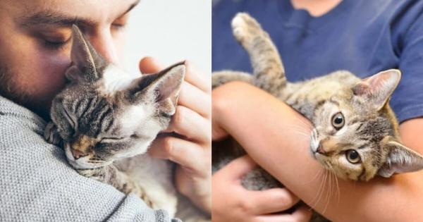 Πότε είναι ο Εθνικός Μήνας για τους λάτρεις των γατών; Ενημέρωση 2024 & Πληροφορίες