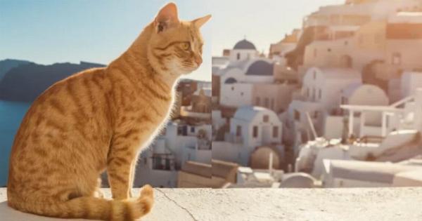 Γιατί υπάρχουν τόσες πολλές γάτες στην Ελλάδα; Ιστορία και χρήσιμες πληροφορίες