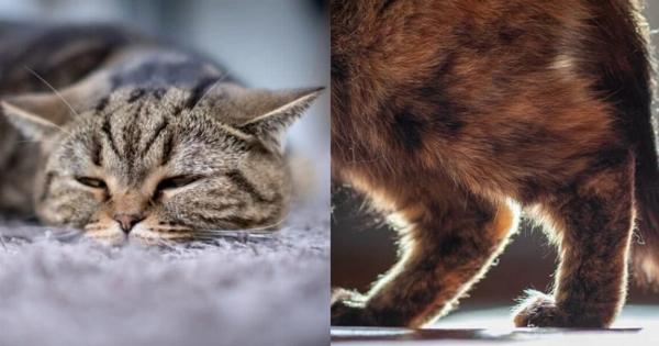 Σε ποια ηλικία οι γάτες παθαίνουν αρθρίτιδα; Κτηνίατρος αναφέρει τα σημάδια που πρέπει να προσέξετε