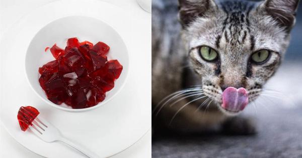 Μπορούν οι γάτες να φάνε ζελέ; Διατροφικά στοιχεία & οδηγός ασφάλειας