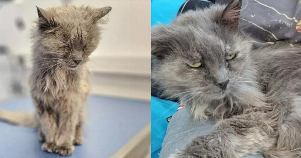 Απίστευτο: Εγκατέλειψε τη 17χρονη γάτα του επειδή η νέα του κοπέλα έχει σκύλο