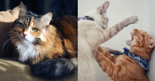 Οι γάτες μου συνήθιζαν να τα πηγαίνουν καλά, αλλά τώρα τσακώνονται- Αυτοί είναι οι λόγοι