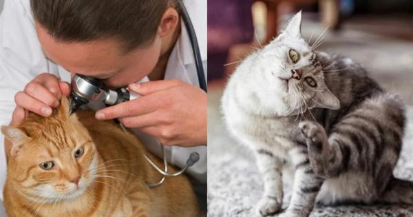 Πολύποδες στο αυτί σε γάτες: Αιτίες, συμπτώματα & θεραπείες