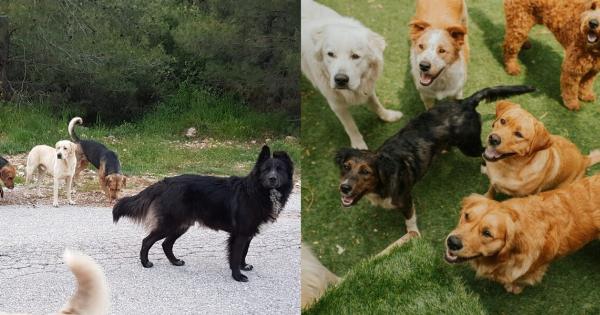 Νέο δημοτικό κτηνιατρείο και εφαρμογή για αδέσποτα ζώα στη Θεσσαλονίκη: Μια νέα πρωτοβουλία για την προστασία τους