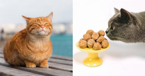 4 κατεψυγμένες λιχουδιές για γάτες που θα βοηθήσουν να διατηρηθεί η γατούλα δροσερή το καλοκαίρι