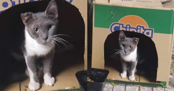 Η Μοίρα αναζητά αγάπη: Δώστε στη γλυκιά γάτα μια ευκαιρία για νέα αρχή