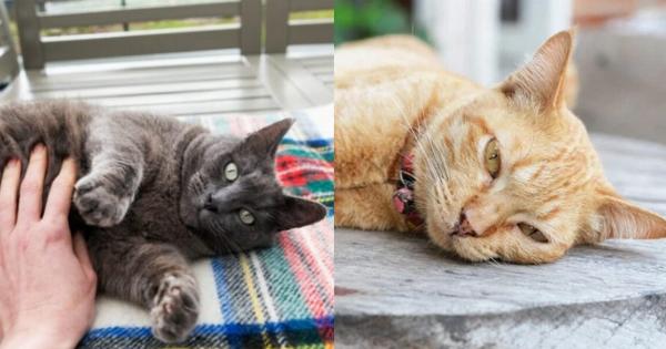 7 σημάδια δηλητηρίασης στις γάτες: Τι πρέπει να κάνετε- Κτηνίατρός μας εξηγεί