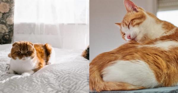 Είναι οι γάτες πιο καθαρές από τους σκύλους; Χρήσιμες πληροφορίες & Συχνές Ερωτήσεις