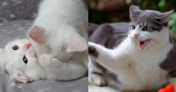 Γιατί οι μητέρες γάτες επιτίθενται στα μεγαλύτερα γατάκια τους; Αυτοί είναι 7 πιθανοί λόγοι