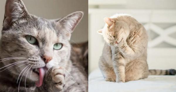 Γιατί οι γάτες γλείφονται αφού τις χαϊδέψετε; – 3 πιθανοί λόγοι