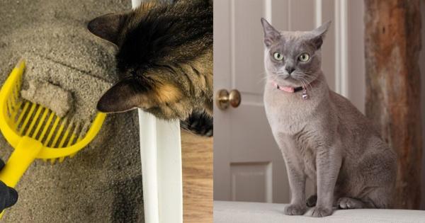 Μπορείτε να σκουπίζετε την άμμο γάτας ενώ είστε έγκυος; 7 συμβουλές εγκεκριμένες από κτηνίατρο