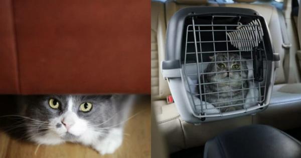 Χωρίς να αγχωθείτε καθόλου:  Πώς να ταξιδέψετε με τη γάτα σας στο αυτοκίνητο