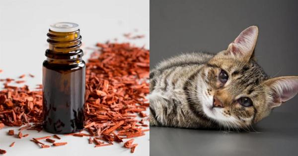 Είναι το σανταλόξυλο ασφαλές για τις γάτες; Εγκεκριμένα από κτηνίατρο στοιχεία & συχνές ερωτήσεις