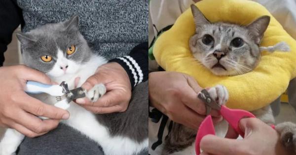 Μπορείτε να χρησιμοποιήσετε το νυχοκόπτη του σκύλου σας σε γάτες; Εγκεκριμένες από κτηνίατρο πληροφορίες & οδηγός