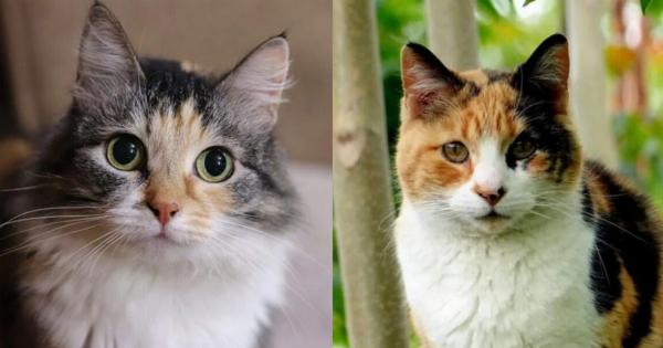 Είναι όλες οι γάτες Calico θηλυκές; Ενδιαφέροντες πληροφορίες για τις γάτες