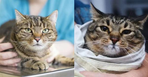 8 Νευρολογικές διαταραχές στις γάτες: Πληροφορίες κτηνιάτρου Αιτίες, Σημάδια – Τι πρέπει να κάνετε;