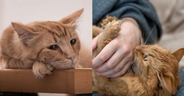 Γιατί η γάτα μου μασάει τα δάχτυλά μου; Αυτοί είναι οι 8 πιθανοί λόγοι