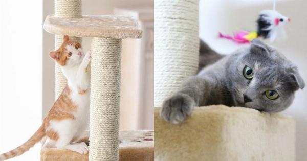 Σχοινί σισάλ για δέντρα γάτας – 6 απλά βήματα για τη τη σύνδεση και την αντικατάστασή του