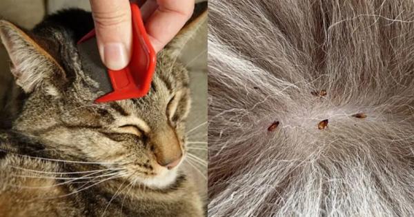 Μπορούν οι γάτες να κολλήσουν ψείρες από τους ανθρώπους; Εγκεκριμένες από κτηνίατρο πληροφορίες & Συχνές ερωτήσεις